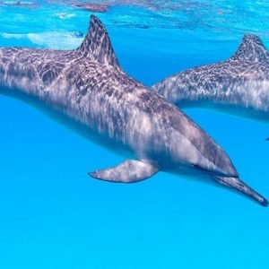 Dolphin House Snorkeling Trip Hurghada