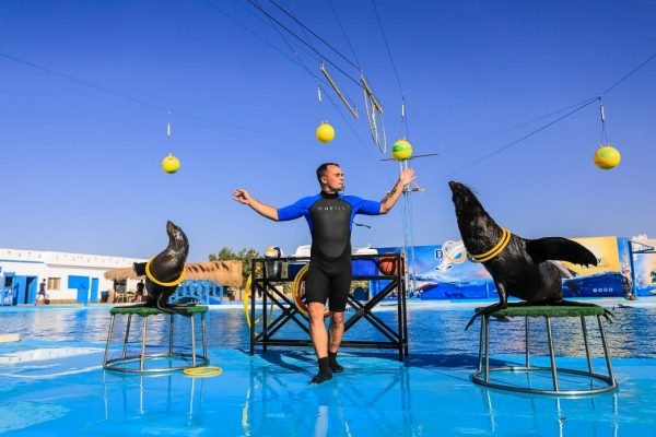 Dolphin Show Hurghada - Image 2