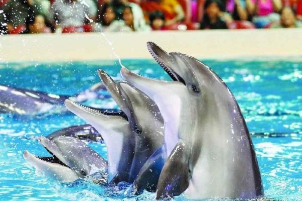 Dolphin Show Hurghada - Image 3