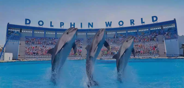 Dolphin Show Hurghada - Image 4