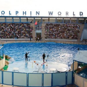 Dolphin Show Hurghada