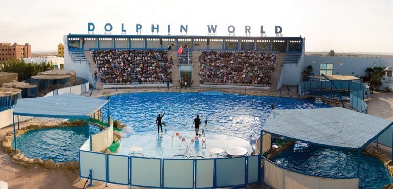 Dolphin Show Hurghada
